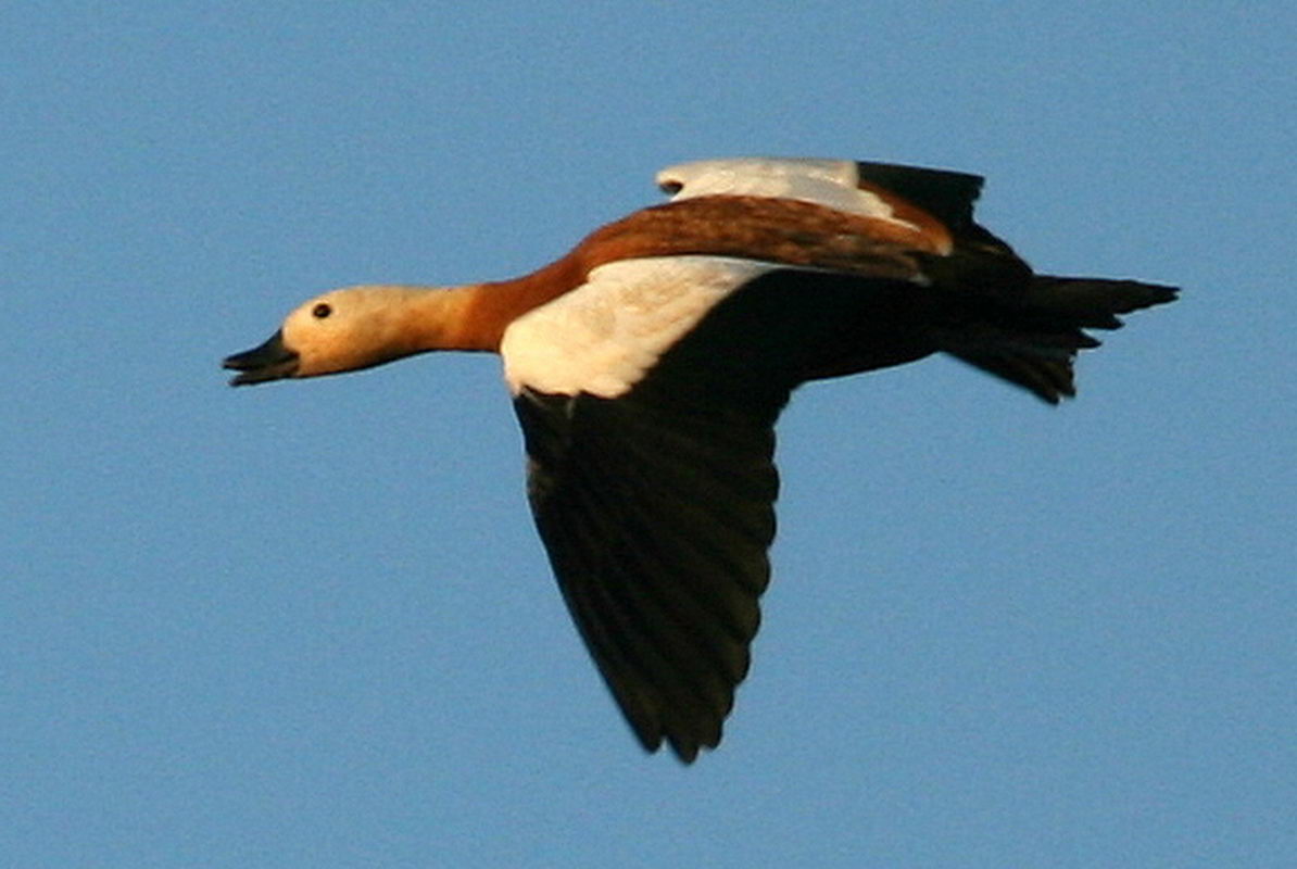 Ruddy Shelduck